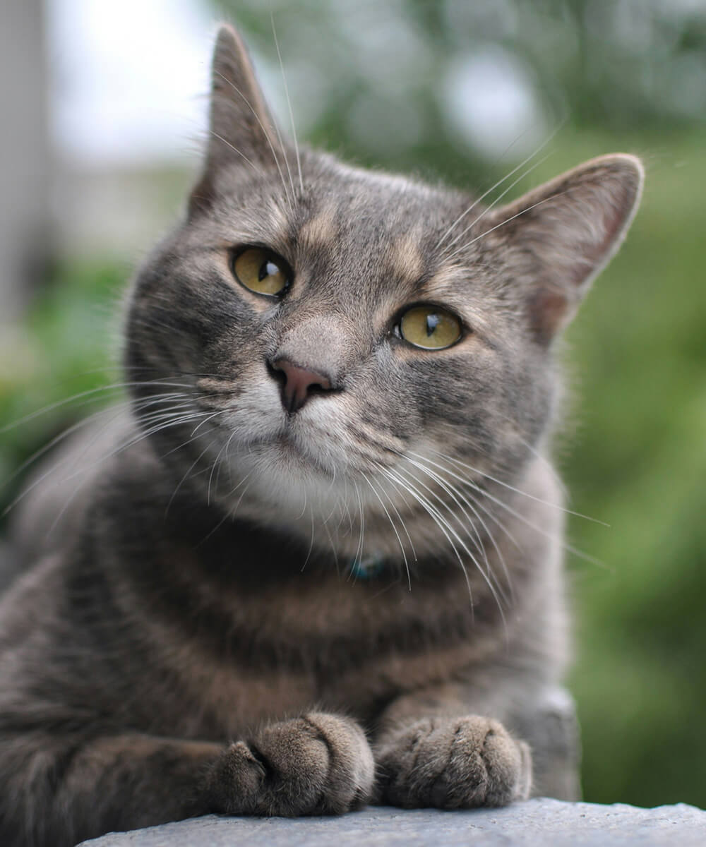 Cat outside puppy laying next to bowl