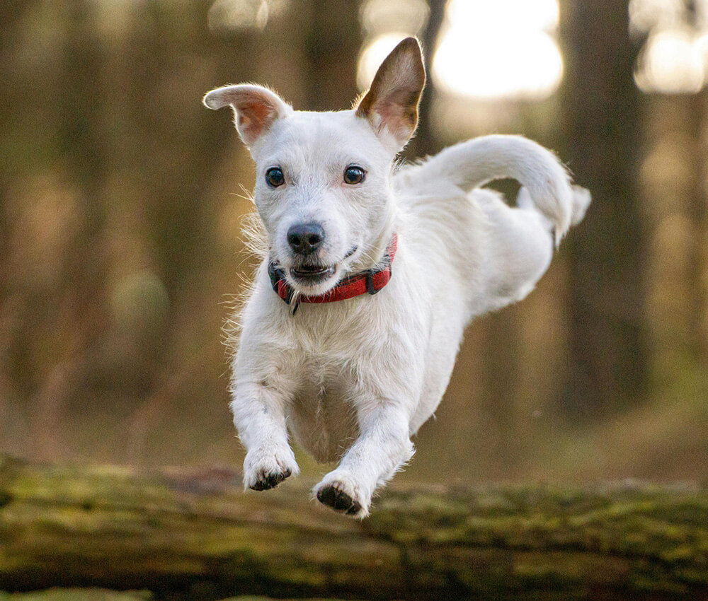 Dog Jumping playing in the woods dog and cat playing