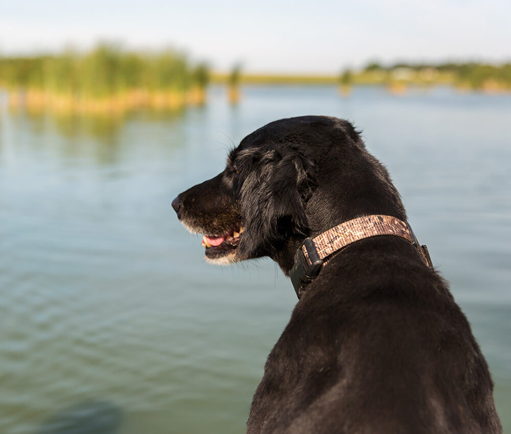 Dog looking out at water dog and cat playing