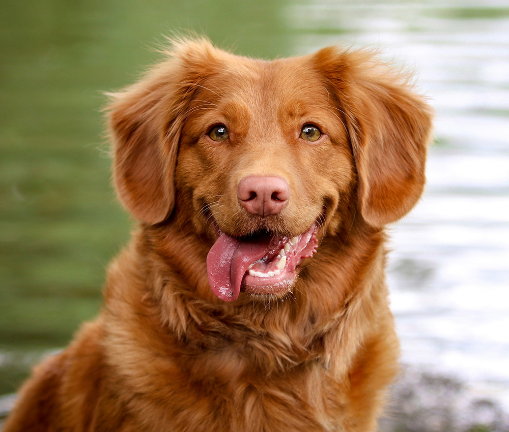 Pet Dental Care dog and cat playing