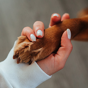 Pet owner holding dogs paw