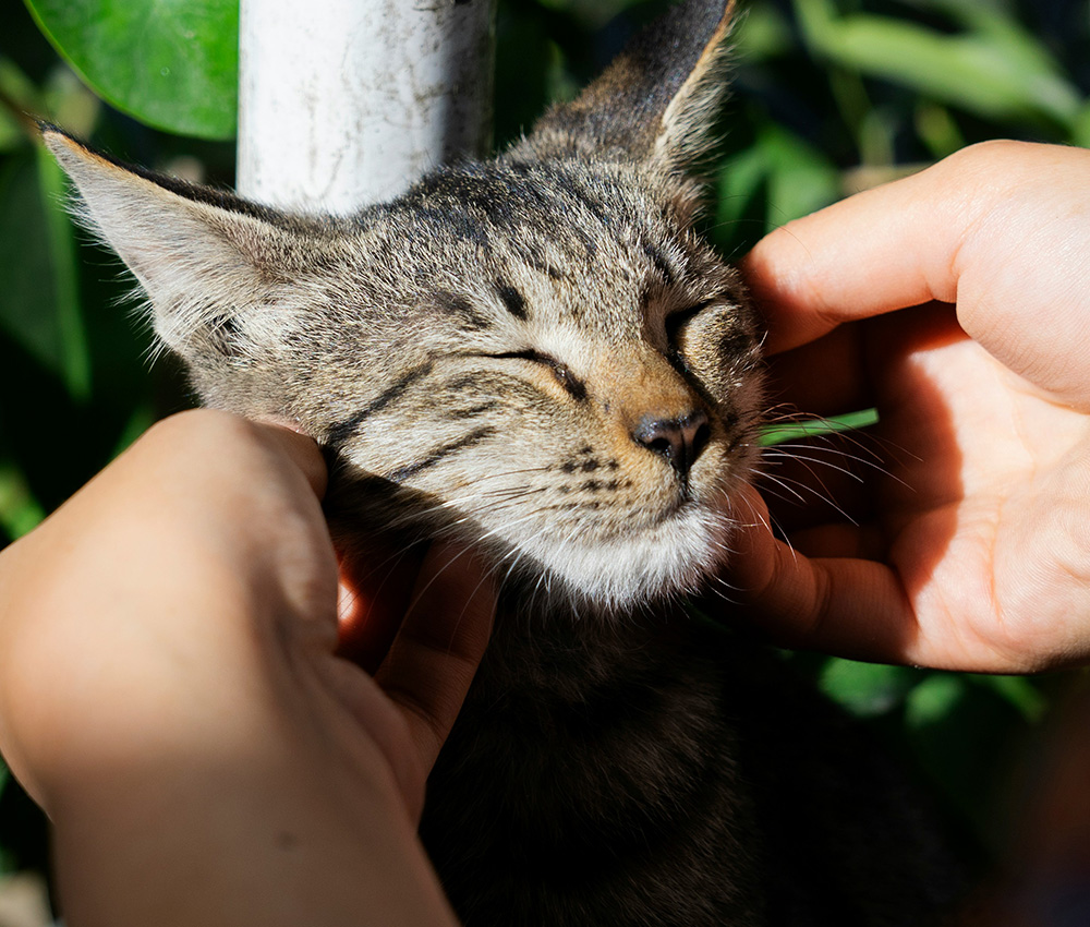 Wellness Services Little kitten getting some love from its owner