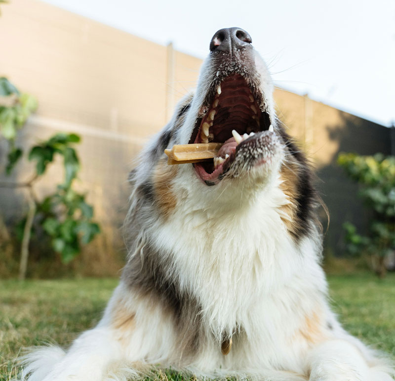 Healthy-Mouth-Elbow-River-Vet Healthy Mouth At Elbow River Vet