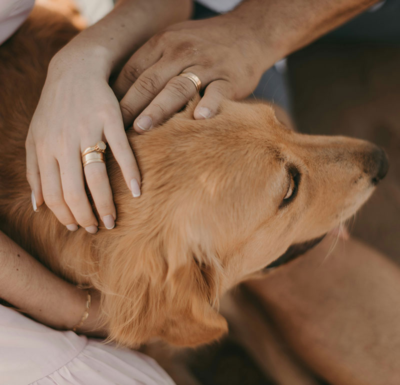 Lifetime-of-Health-Elbow-River-Vet-Clinic Lifetime of Health Elbow River Vet Clinic