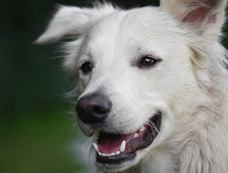 New Clients Elbow River Vet Clinic