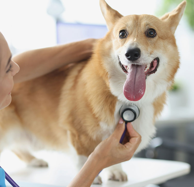 Pet-Diagnostic-Testing Pet Diagnostic Testing At Elbow River Vet