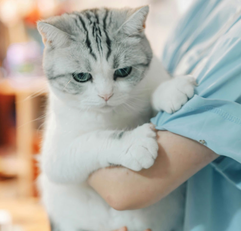 Pet’s-Health-Concerns Pet’s Health Concerns At Elbow River Vet,