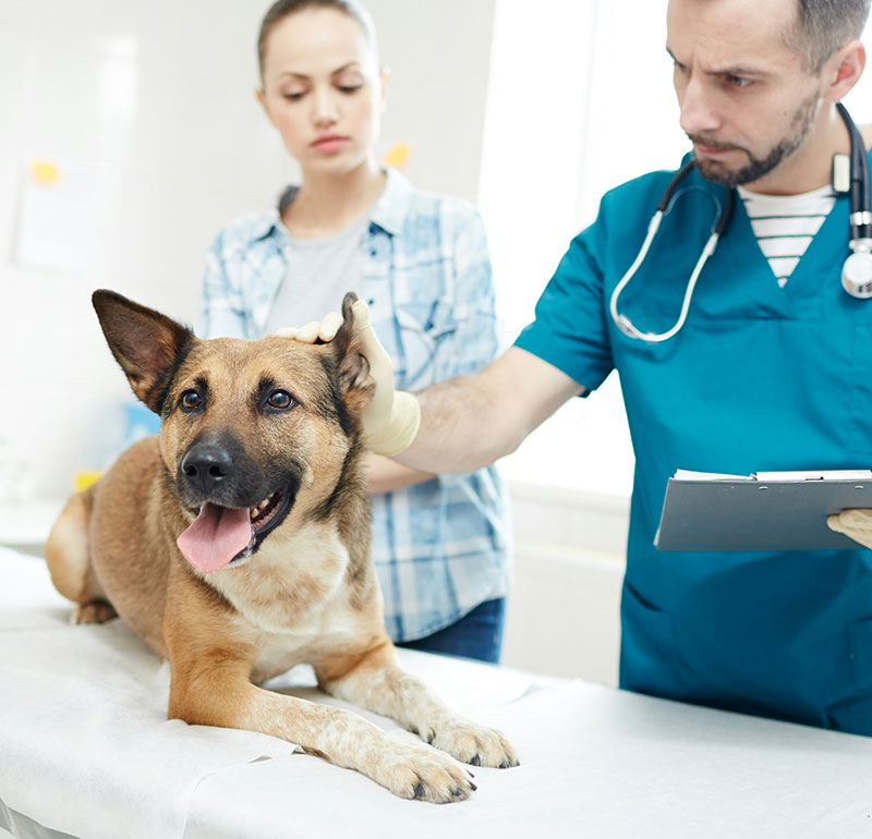 Surgical Care at Elbow River Vet