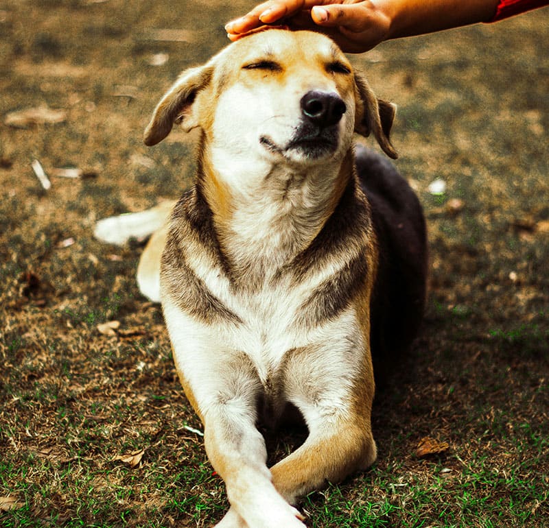difference-elbow-river-vet-clinic Difference Elbow River Vet