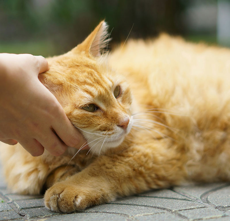 Veterinary Care for Pets
